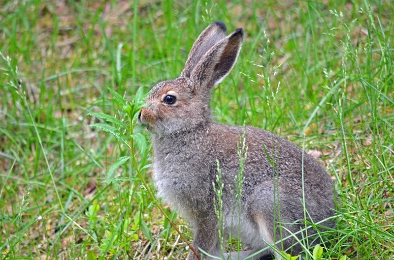 Mountain Hare - North Finland - part 1