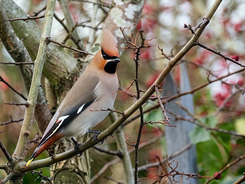 Waxwing - Latest photos