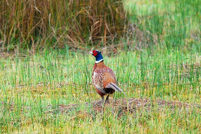 Pheasant - Game birds