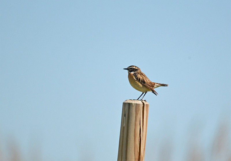 Whinchat - Estonia