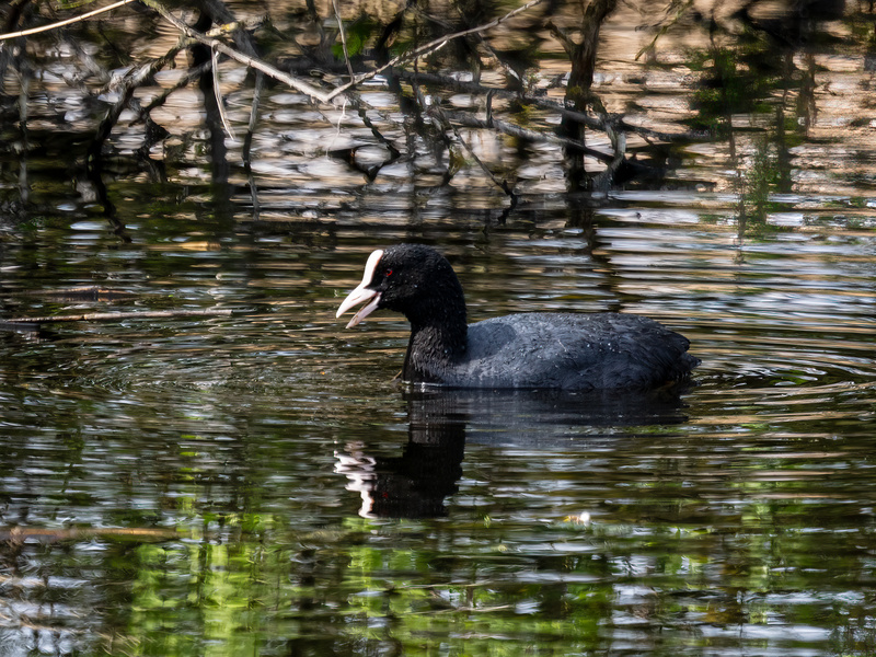Coot - Latest photos