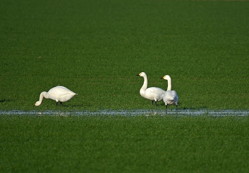 Bewick's Swan - Whooper and Bewick's Swans