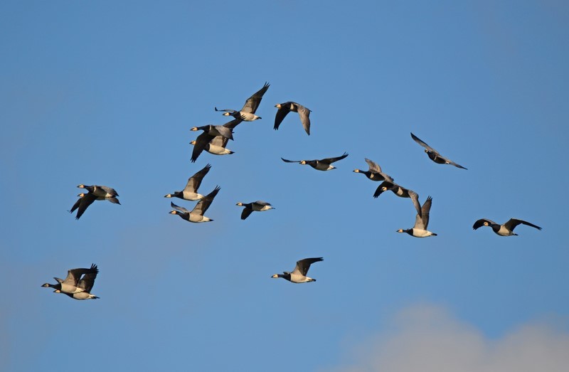 Barnacle Geese - Black geese