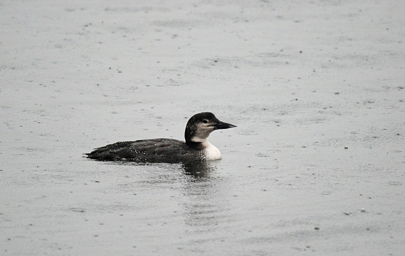 Great Northern Diver - Divers