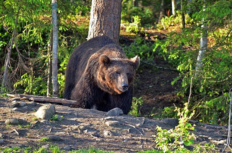 Brown Bear - North Finland - part 2