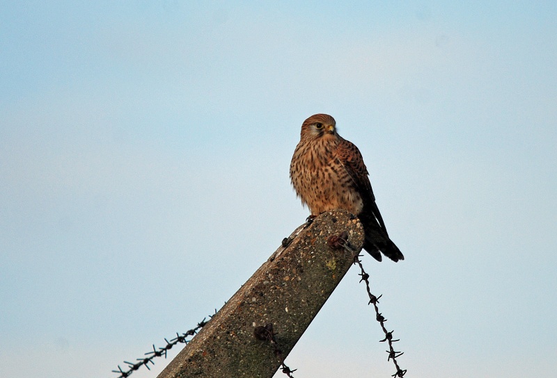 Kestrel - Birds of prey