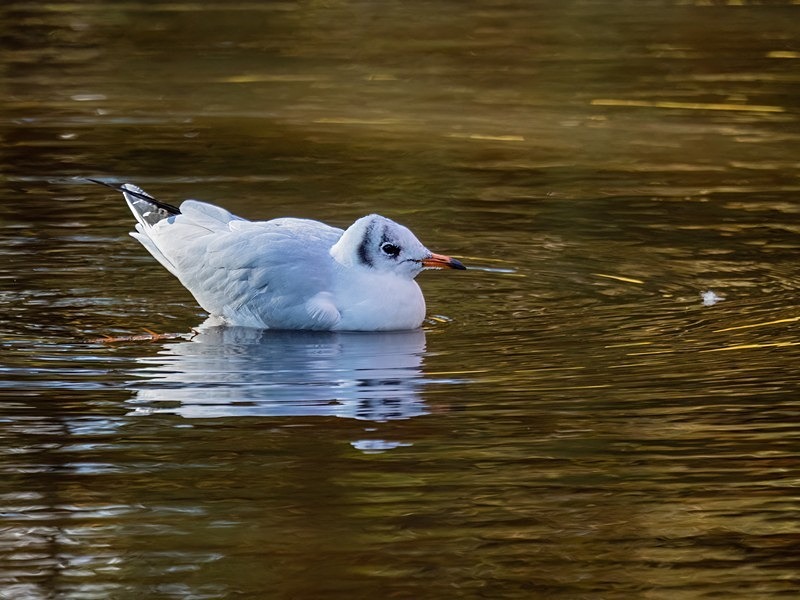 Black-headed Gull - Gulls