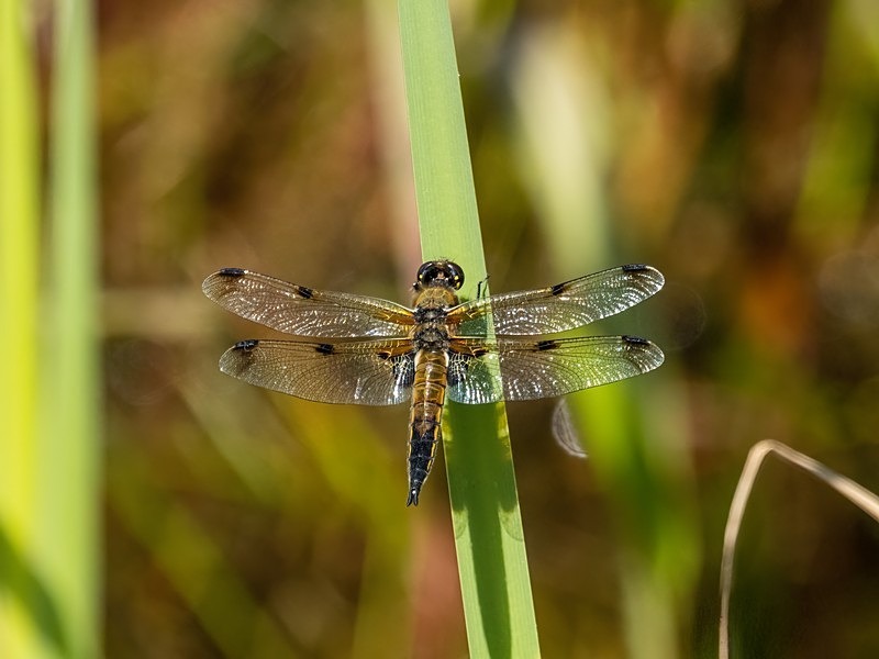 Four-spotted Chaser - Dragonflies and damselflies