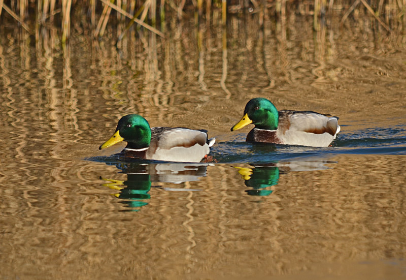 Mallards - Dabbling ducks