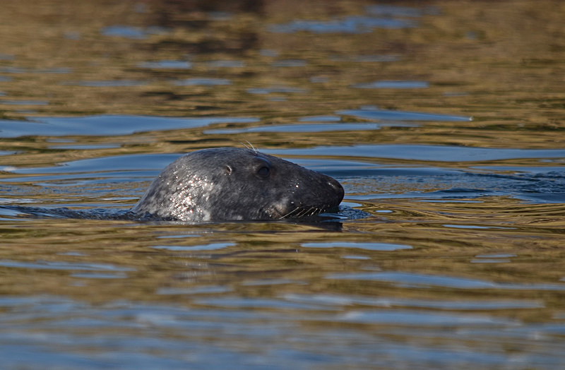 Atlantic Grey Seal - Atlantic Grey Seals