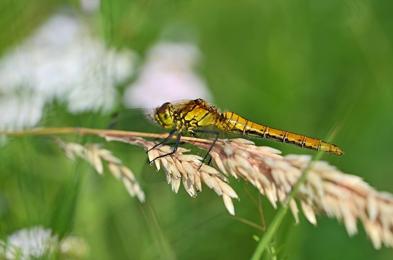 Ruddy Darter - Dragonflies and damselflies