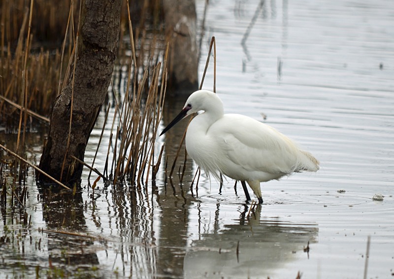 Little Egret - Herons and egrets