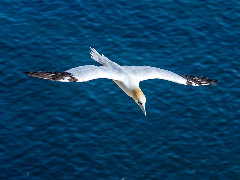 Gannet - Gannets