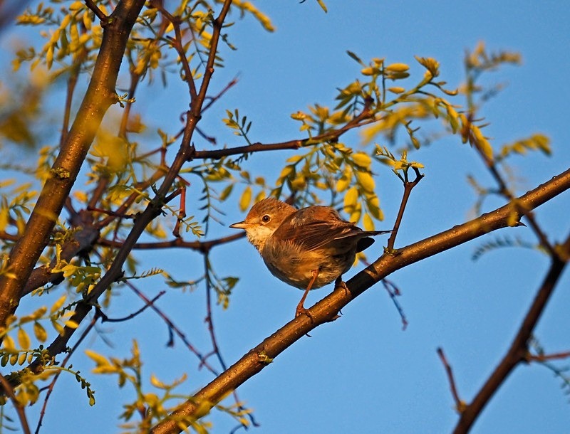 Common Whitethroat - Warblers
