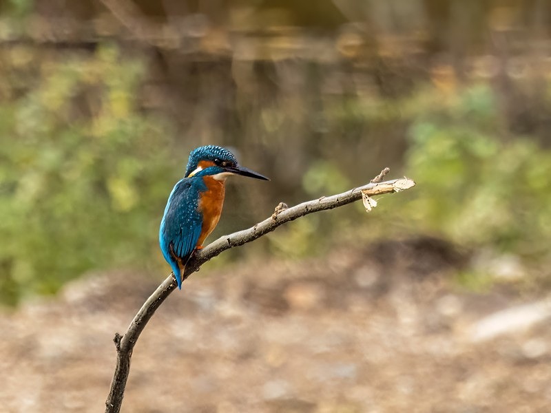 Kingfisher - Kingfishers