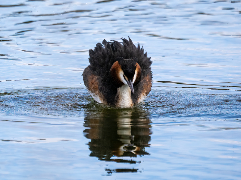 Great Crested Grebe - Latest photos