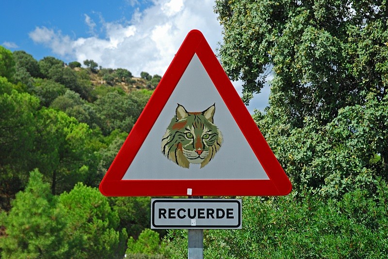 Iberian Lynx - South and north west Spain - September 2010
