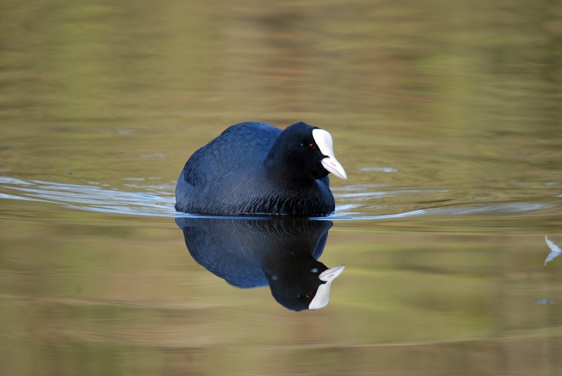 Coot - Crakes and rails