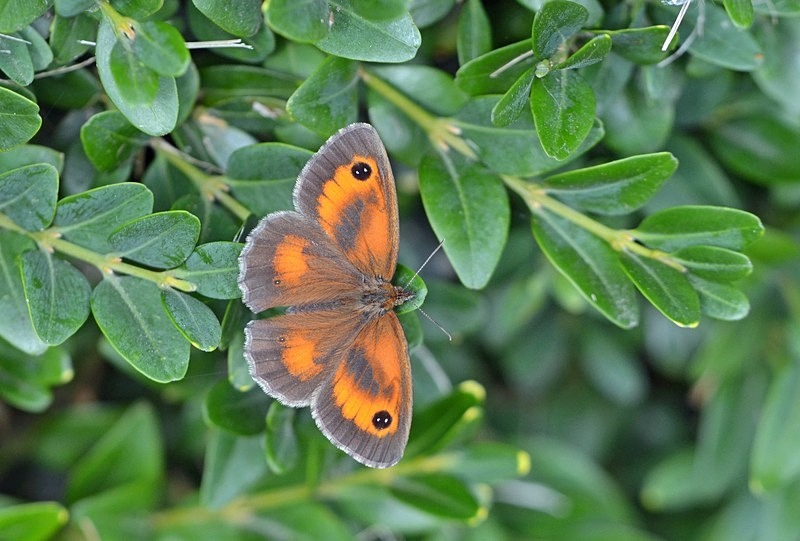Gatekeeper - Butterflies