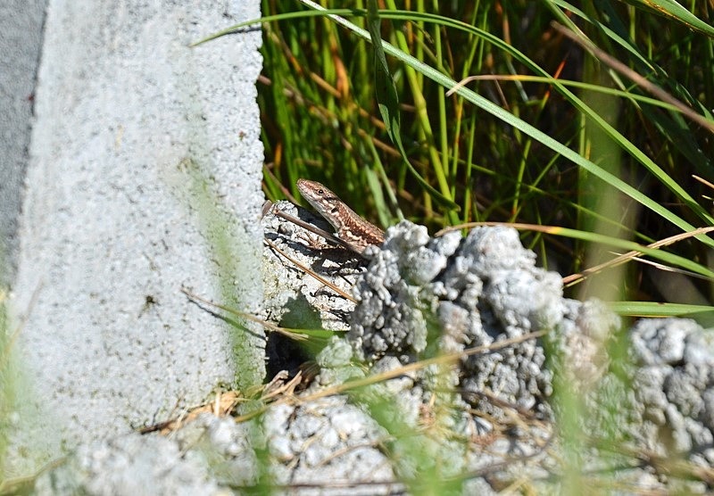 Common Wall Lizard - Bulgaria
