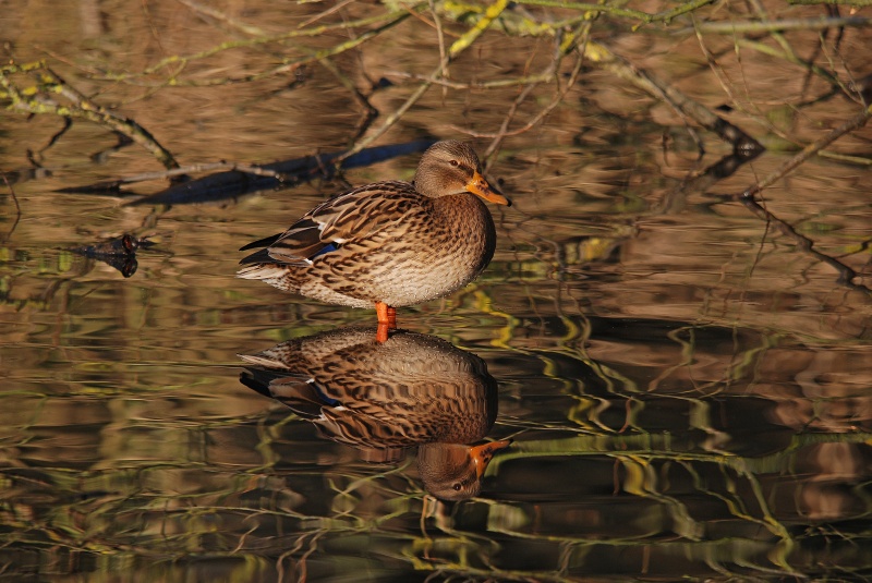 Mallard - Dabbling ducks