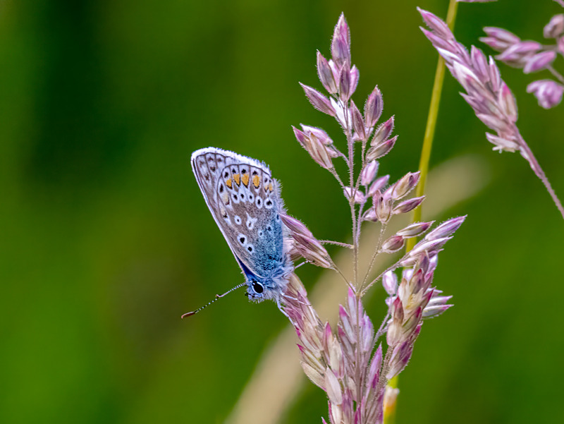 Common Blue - Latest photos