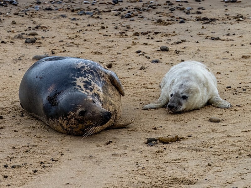 Atlantic Grey Seal - Atlantic Grey Seals