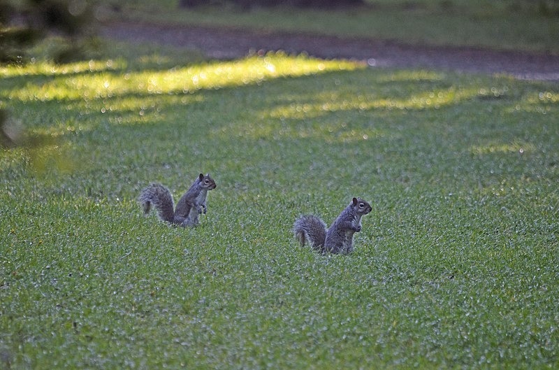Grey Squirrels - Grey Squirrels