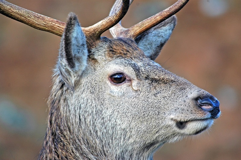 Red Deer - Red Deer