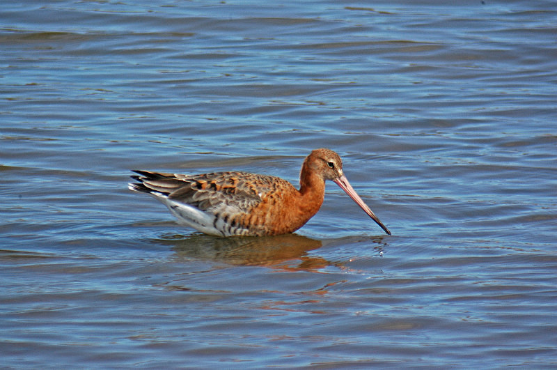 Black-tailed Godwit - Sandpipers