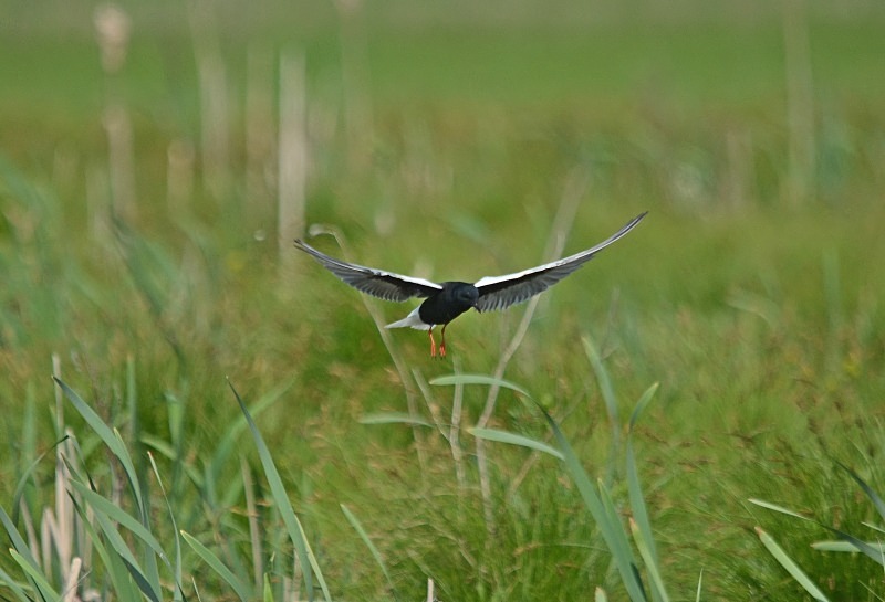 White-winged Black Tern - North east Poland - May 2013