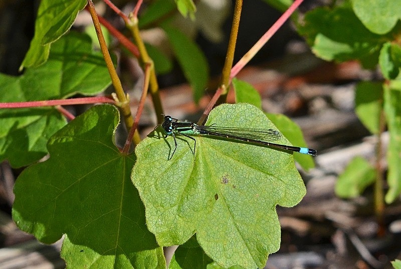 Blue-tailed Damselfly - Dragonflies and damselflies