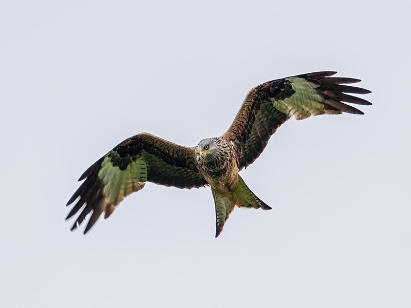 Red Kite - Birds of prey