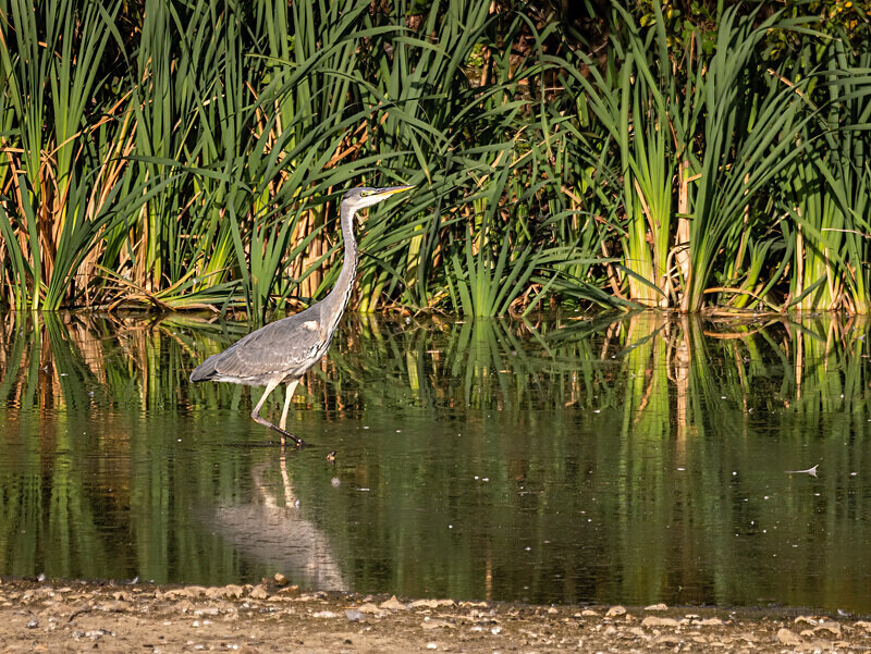 Grey Heron - Latest photos
