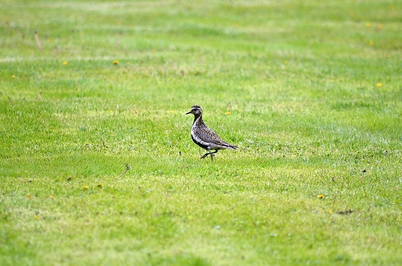 Golden Plover - North Norway