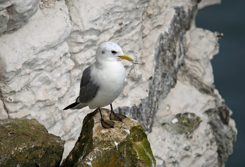 Kittiwake - Gulls