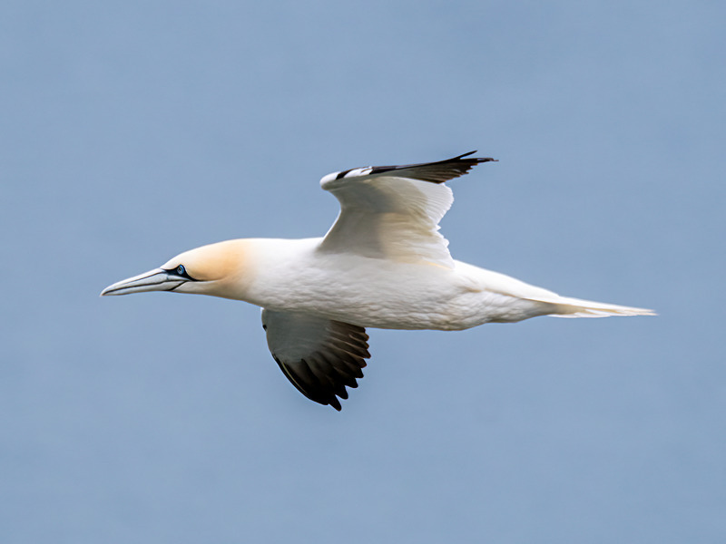 Gannet - Latest photos