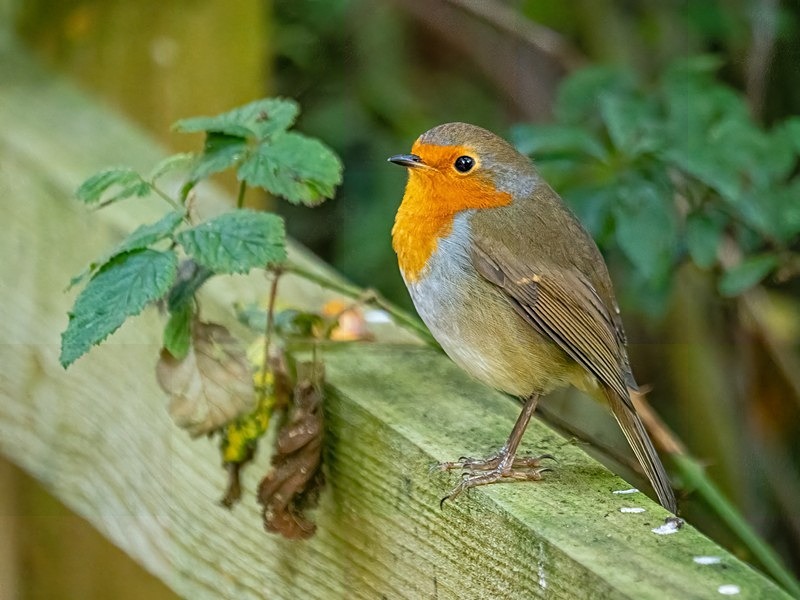 Robin - Robins