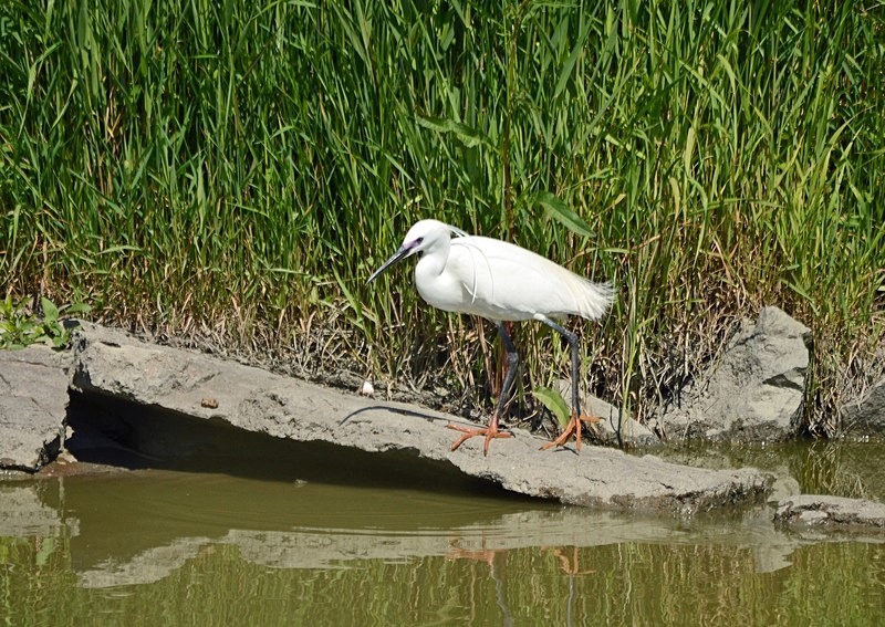 Little Egret - Hungary