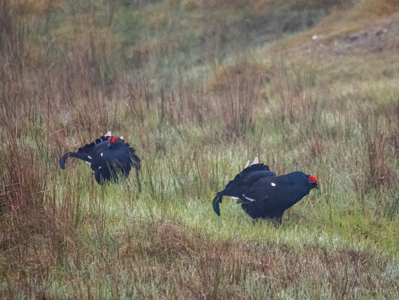 Black Grouse - Latest photos