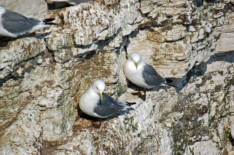 Kittiwakes - Gulls