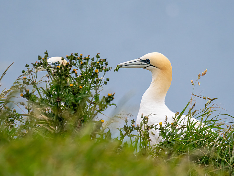 Gannet - Latest photos