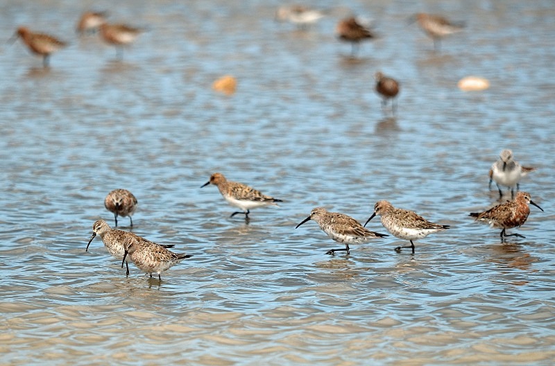 Curlew Sandpipers - South and west Spain - April and May 2012