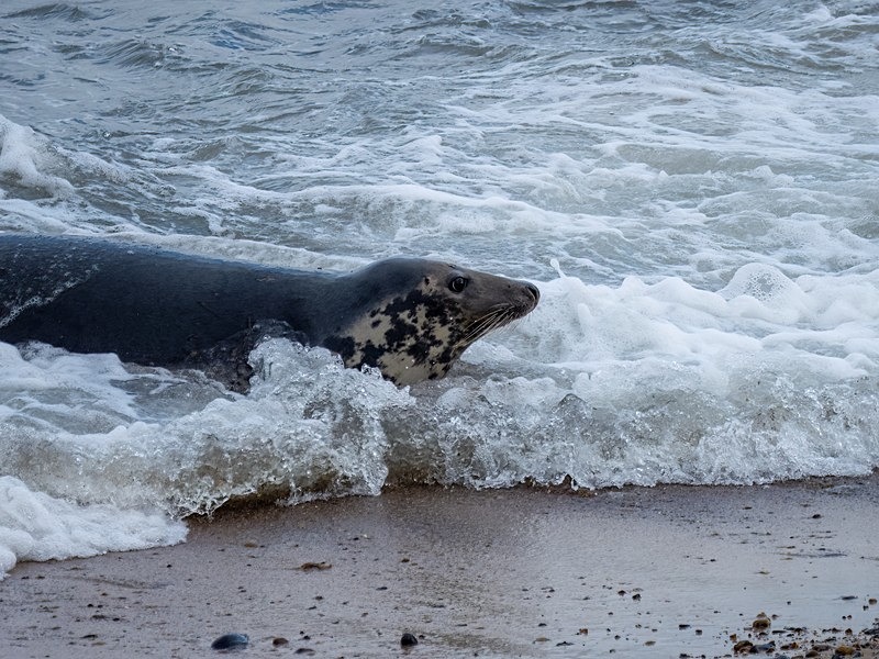 Atlantic Grey Seal - Atlantic Grey Seals