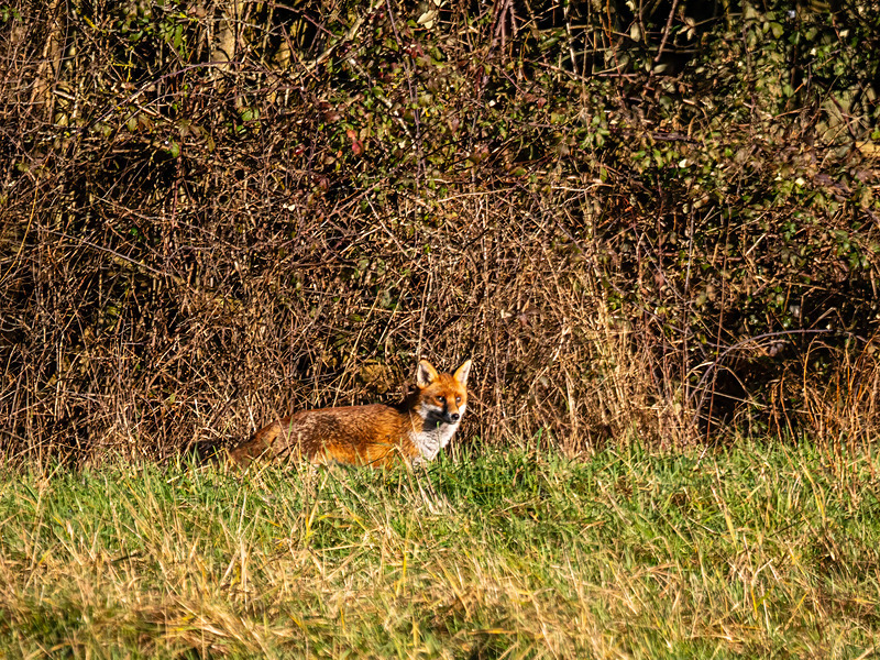 Red Fox - Latest photos