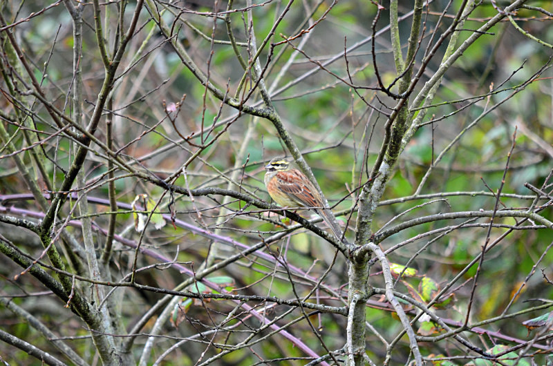 Cirl Bunting - Buntings