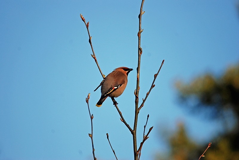Waxwing - North Finland and north Norway - May and June 2009