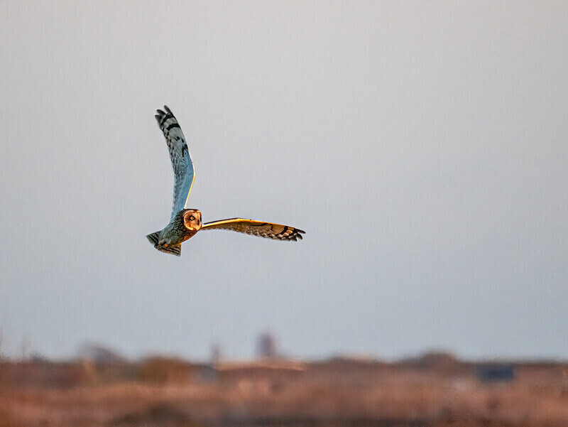 Short-eared Owl - Latest photos