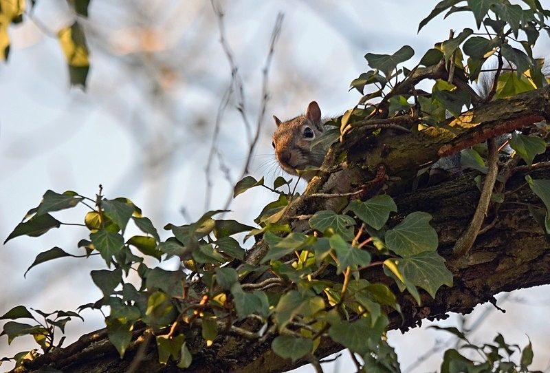 Grey Squirrel - Grey Squirrels