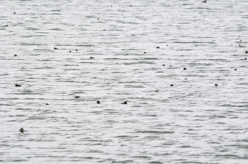 Red-necked Phalaropes - North east Iceland
